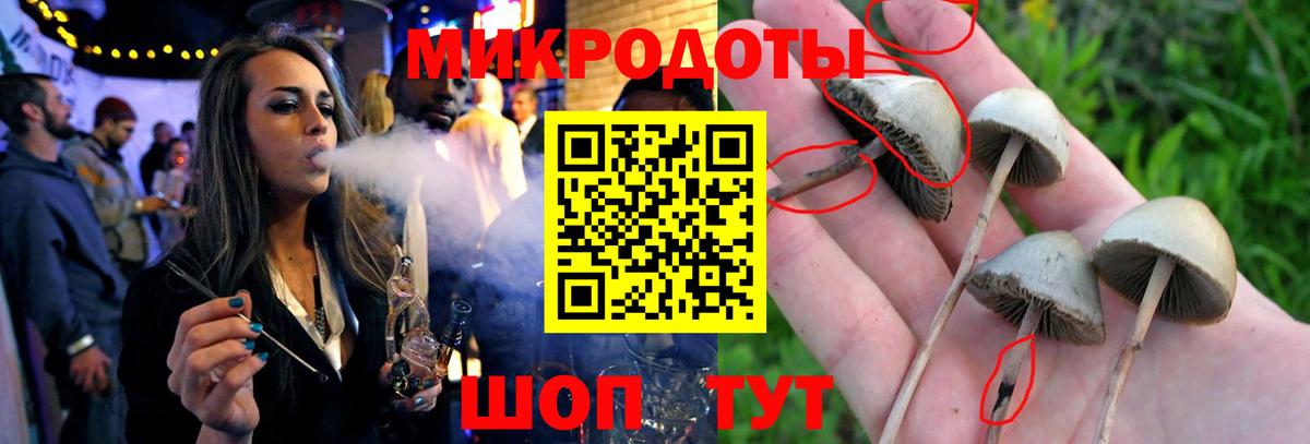 Псилоцибиновые грибы Psilocybine cubensis Кинешма